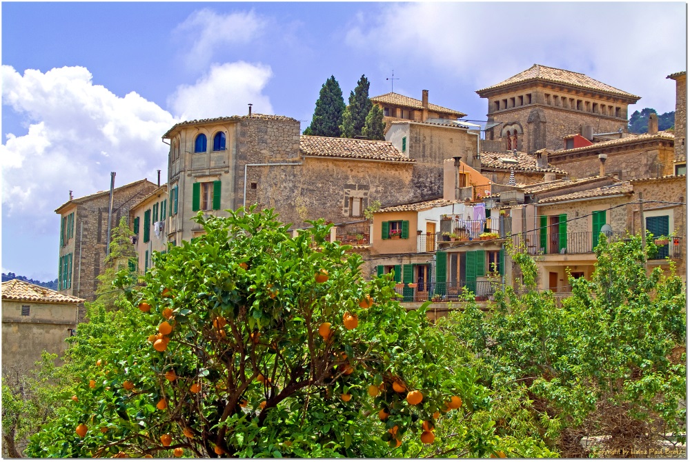 Naranjas en Valldemossa