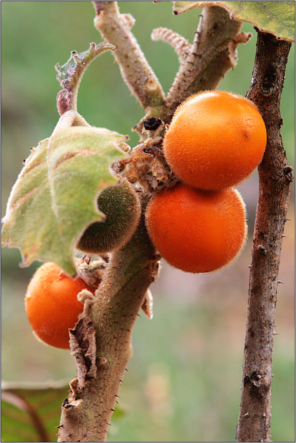 naranjilla / lulu-frucht