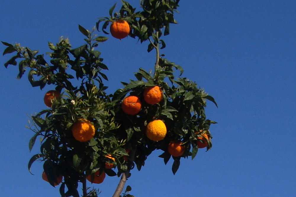 NARANJO