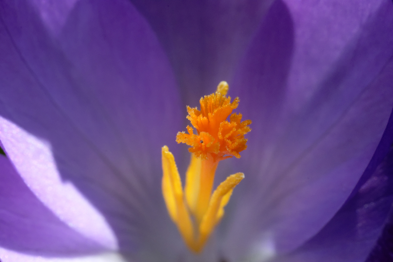 Narbe einer Krokusblüte