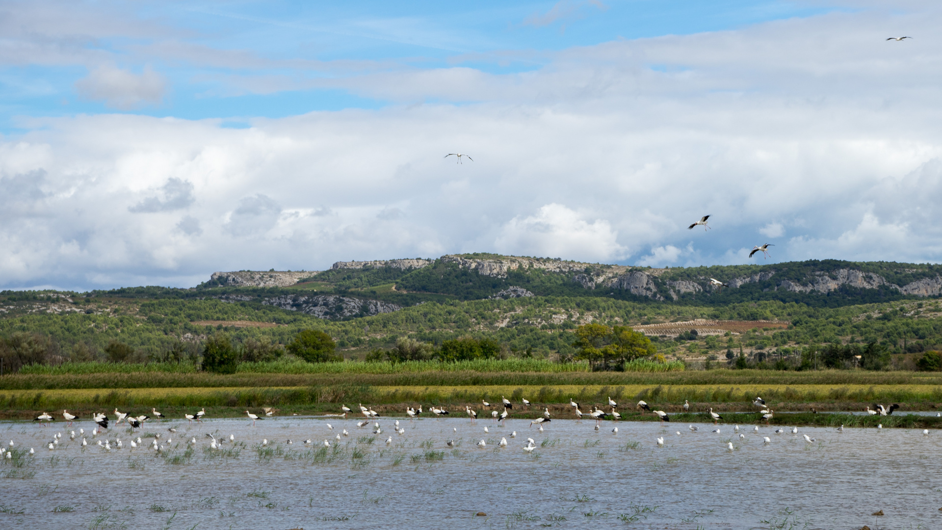 Narbonnaise en Méditerranée Natural Regional Park - cigogne Hotspot