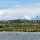 Narbonnaise en Méditerranée Natural Regional Park - cigogne Hotspot