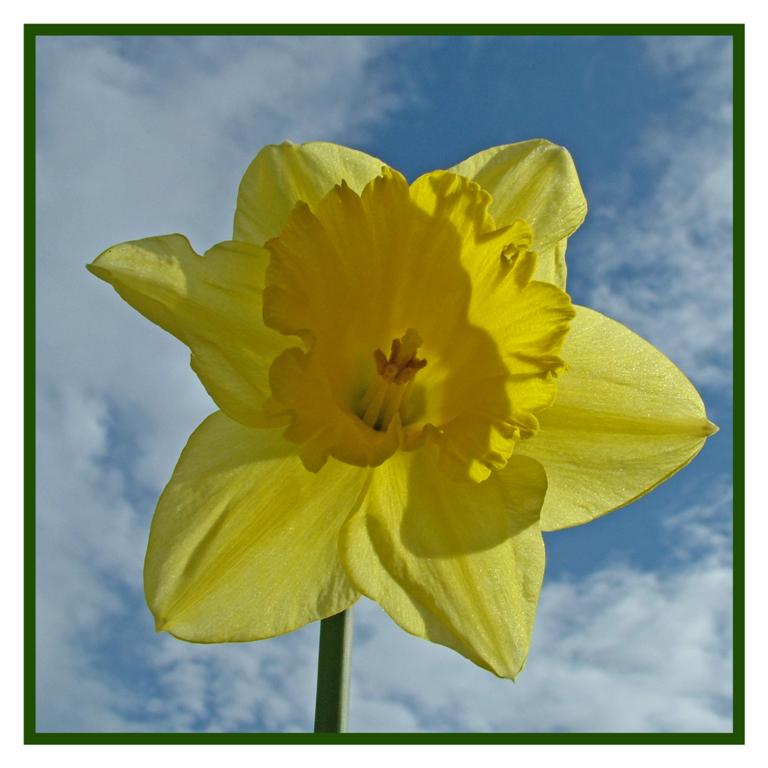 Narcis von Abe Maaijen