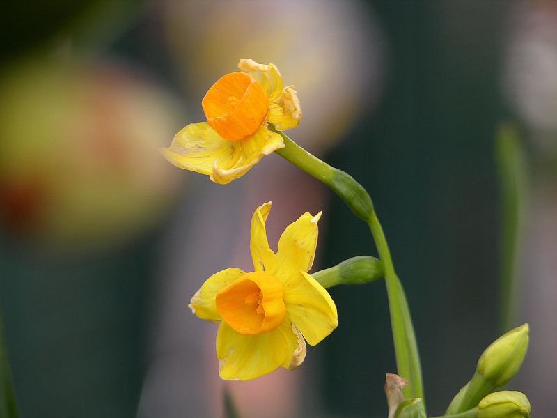 Narciso