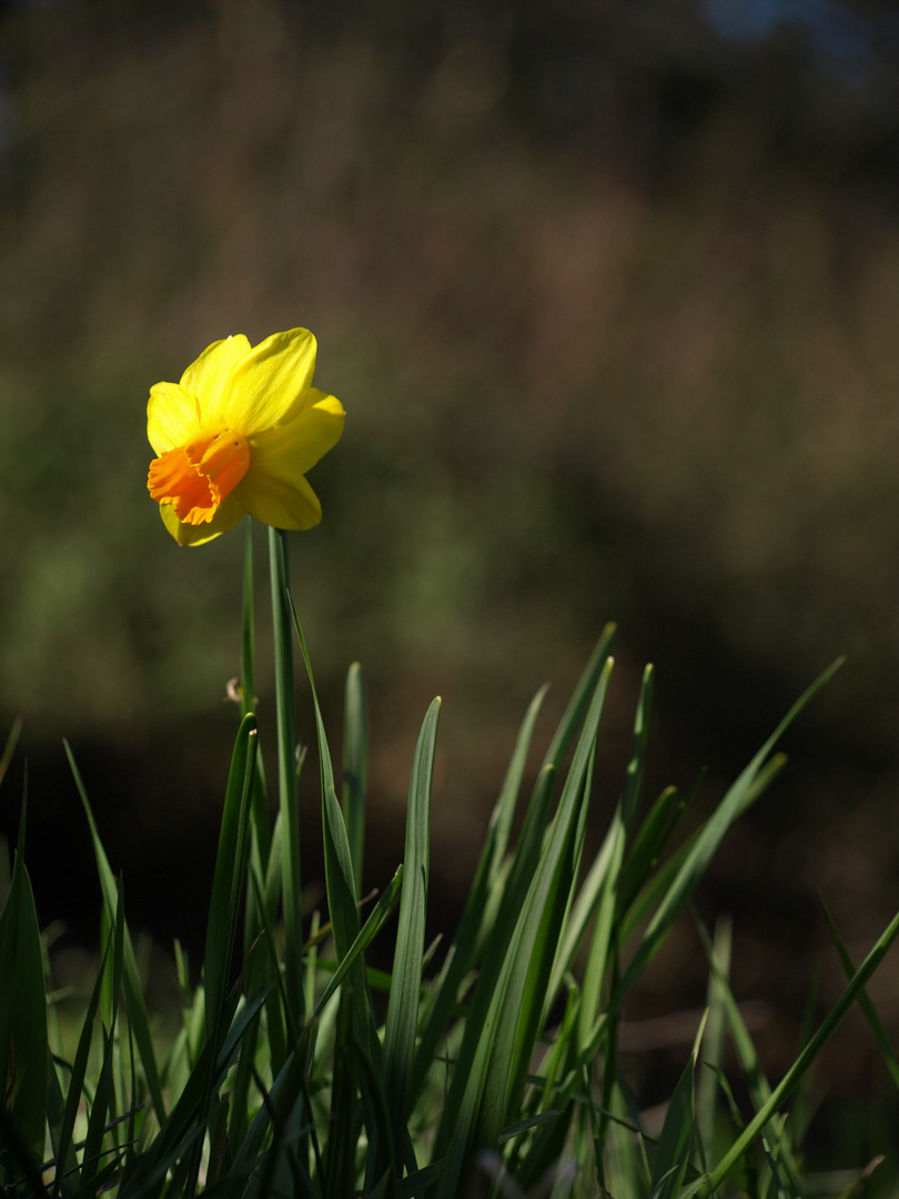 °°°...°°..NaRcIsO..°°...°°°