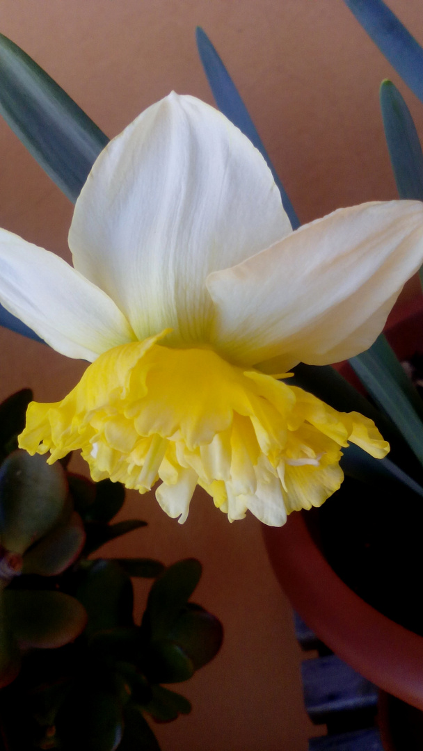 Narciso