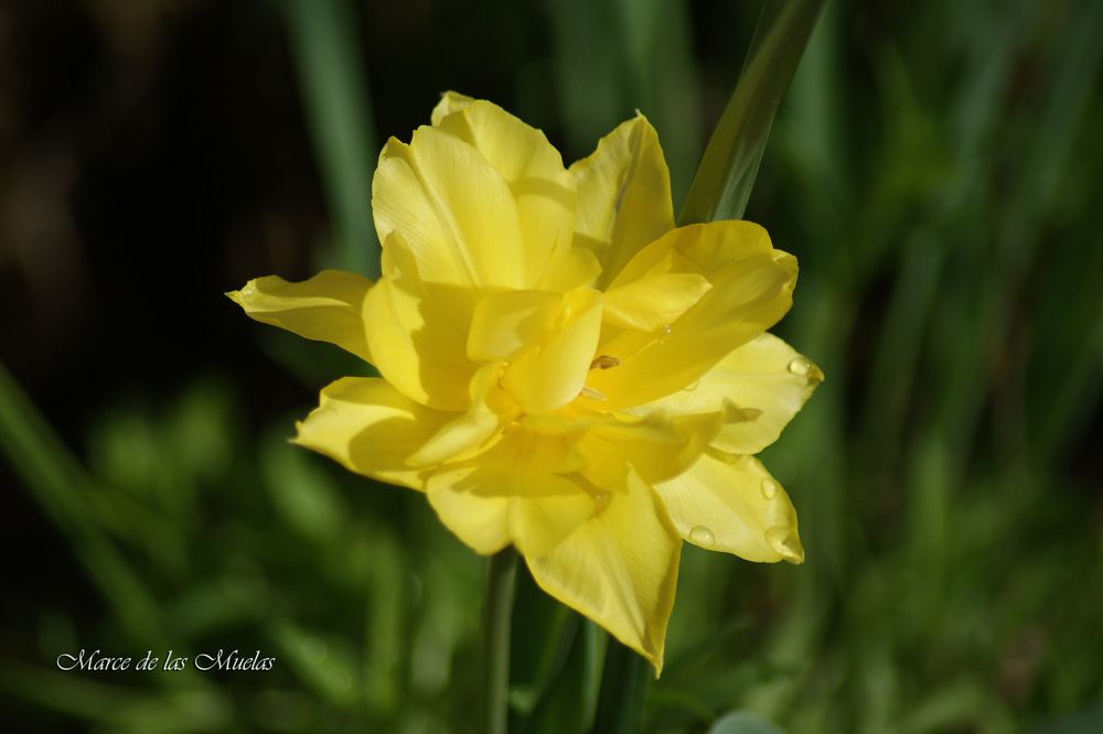 ...narciso...