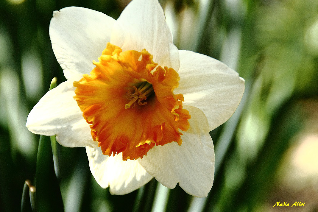 Narciso