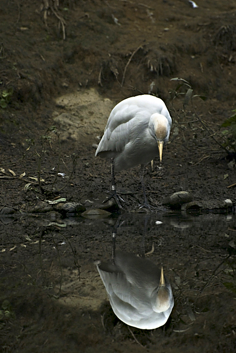 Narciso