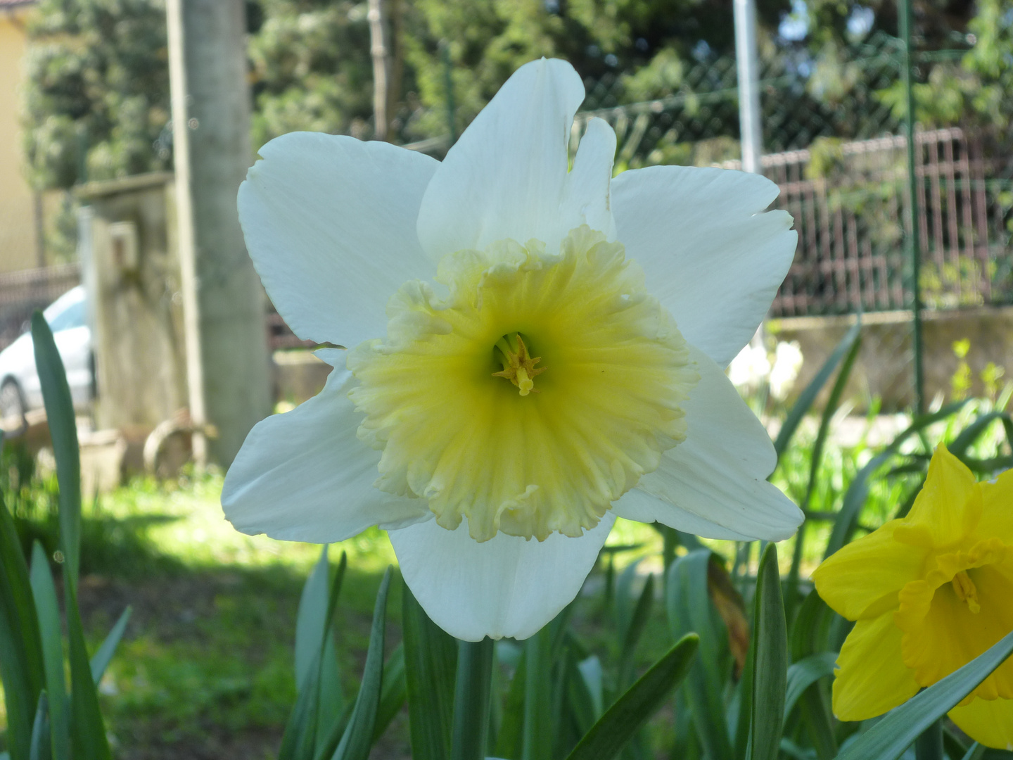 NARCISO BIANCO E GIALLO PAGLIERINO