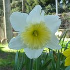 NARCISO BIANCO E GIALLO PAGLIERINO