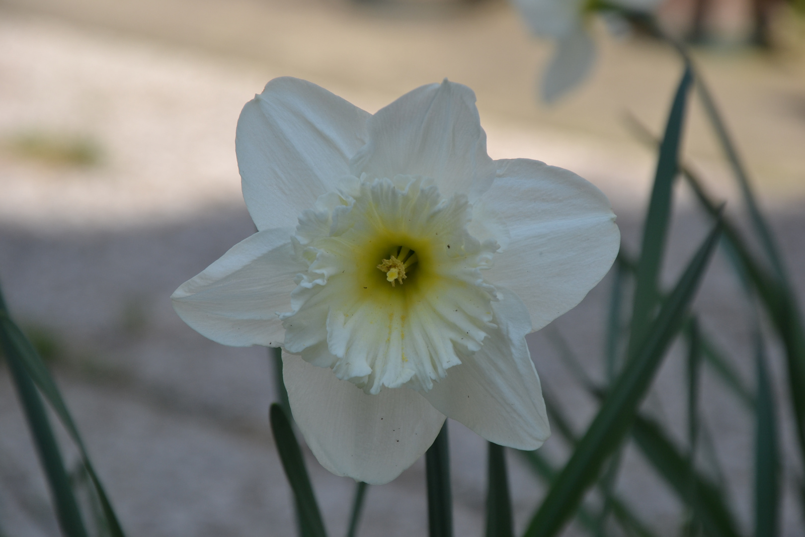 Narciso Bianco-giallognolo.