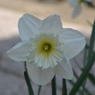 Narciso Bianco-giallognolo.