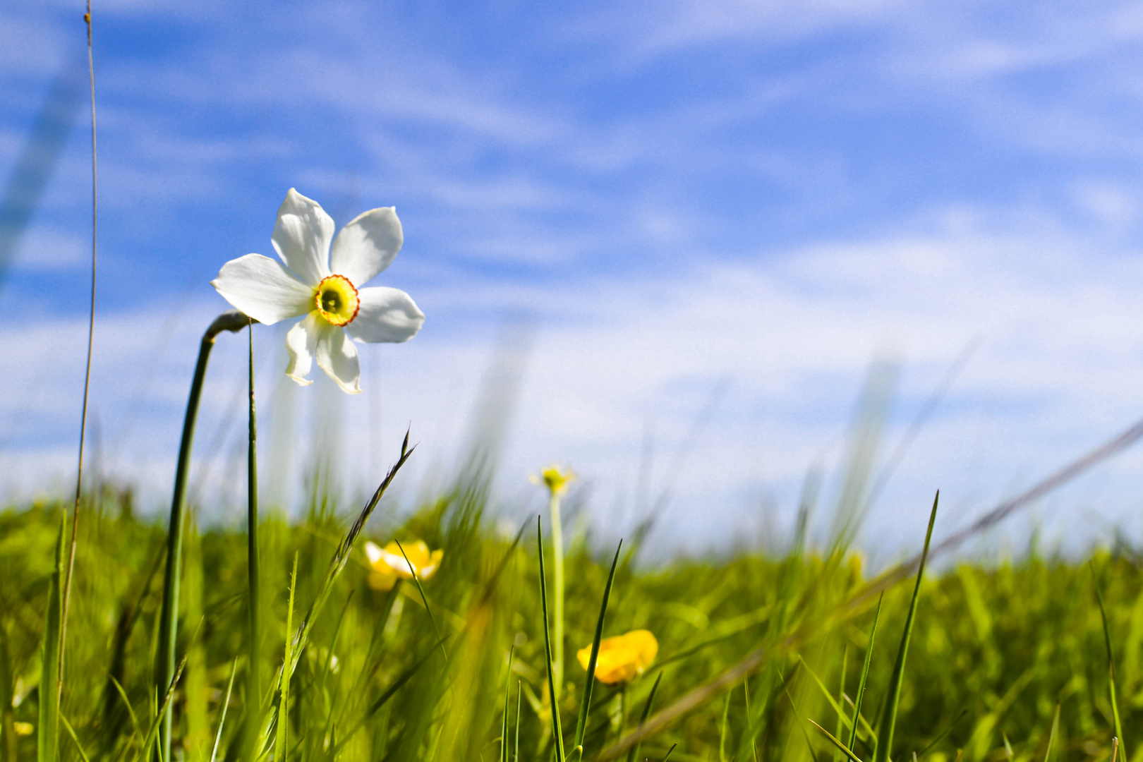 Narciso