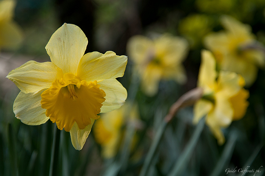 NARCISO