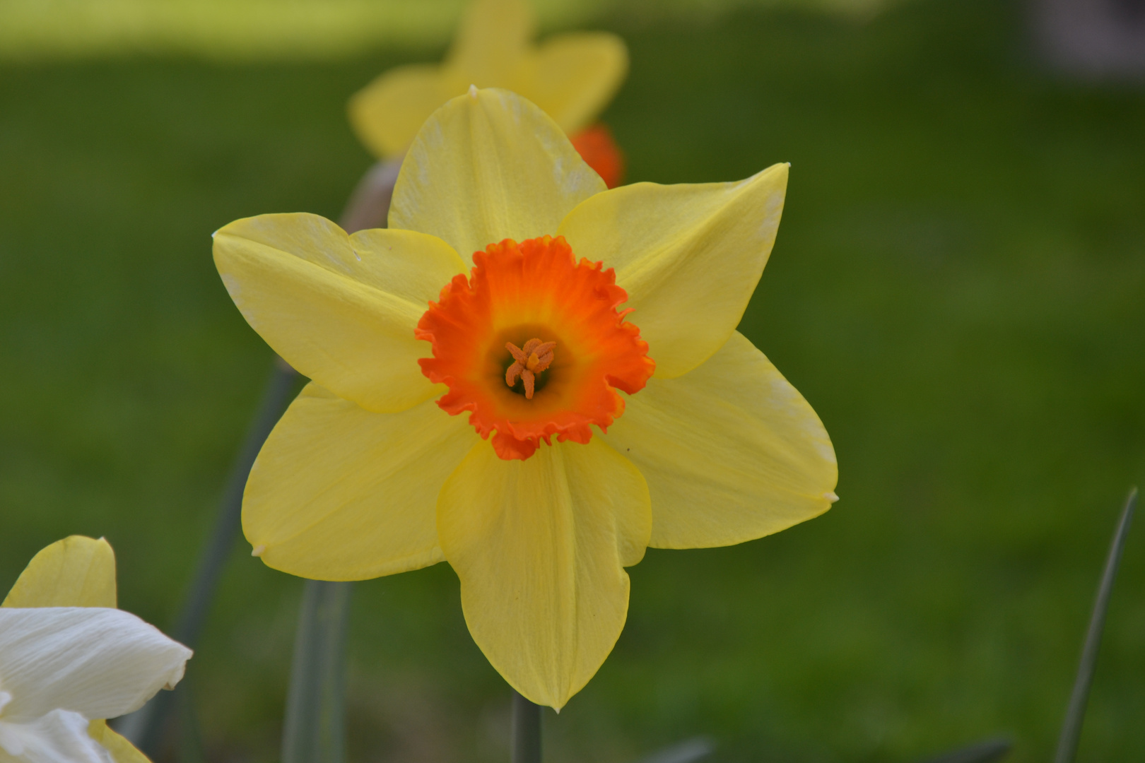 Narciso Giallo-Arancione.