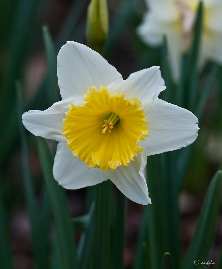 Narciso trompeta