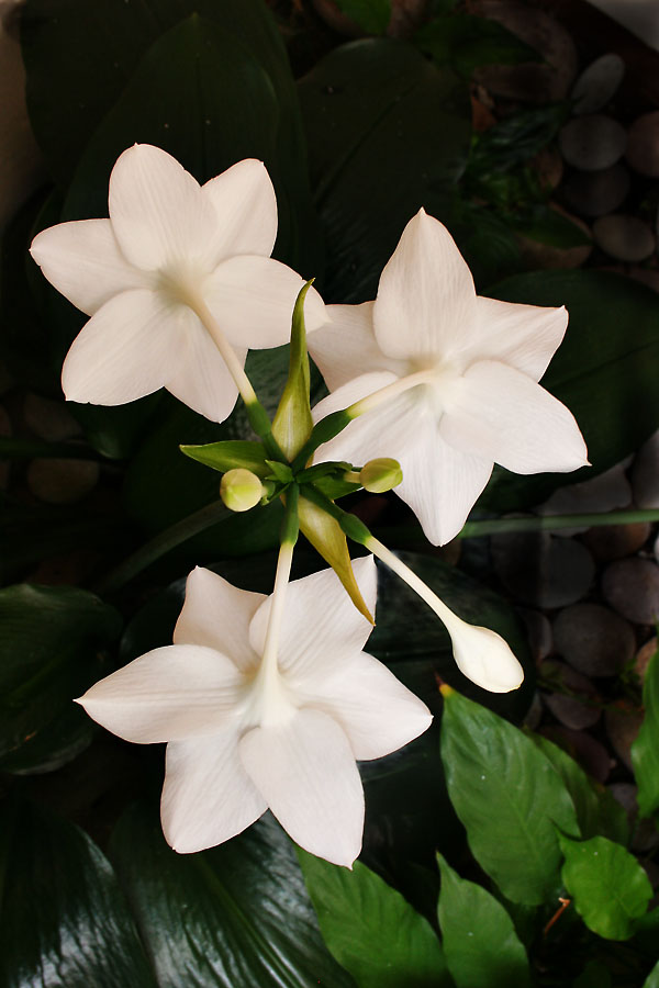 Narciso y sus Botones