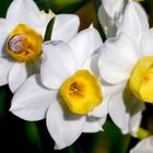 Narcisos