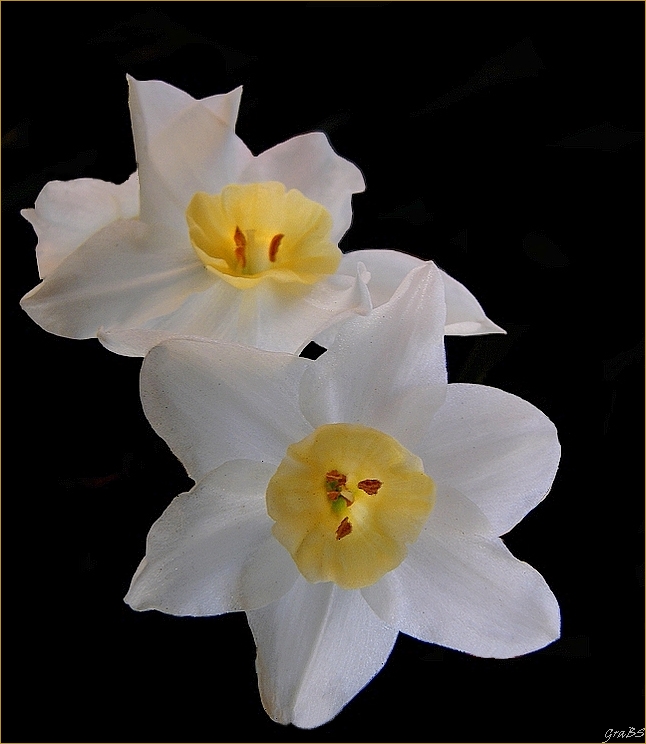 Narcisos.