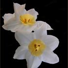 Narcisos.