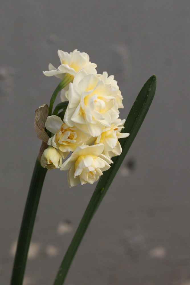 narcisos