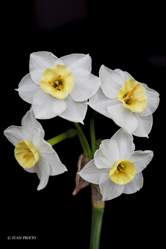 Narcisos