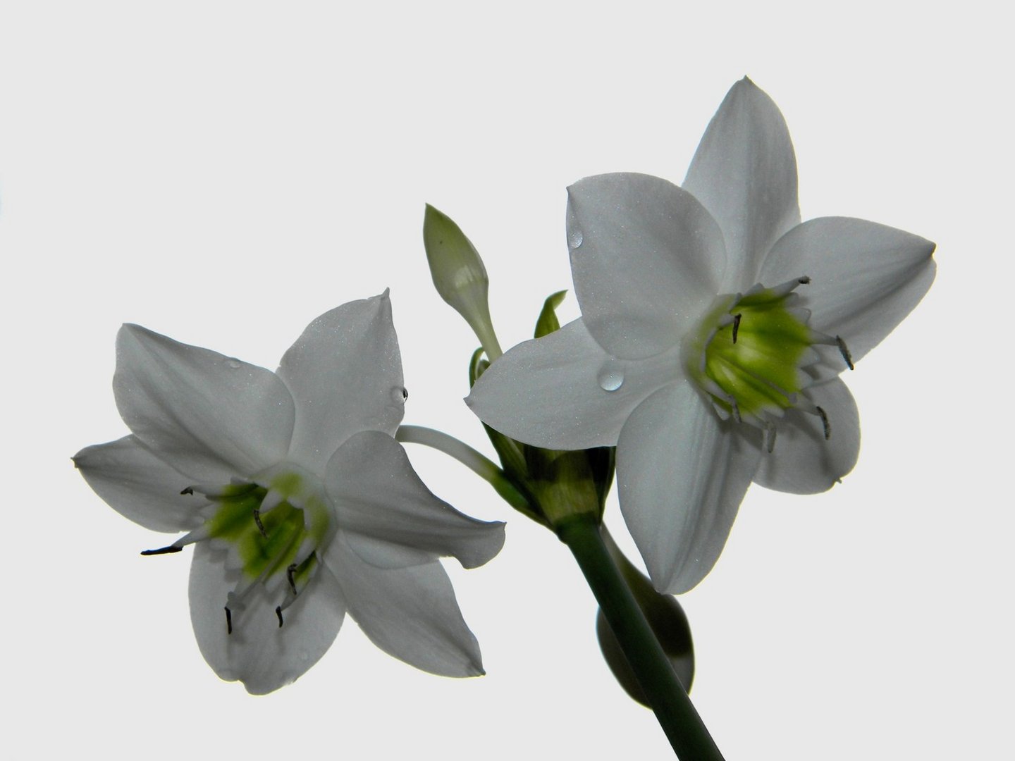 narcisos