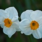 Narcisos