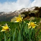 Narcisos en el pirineo