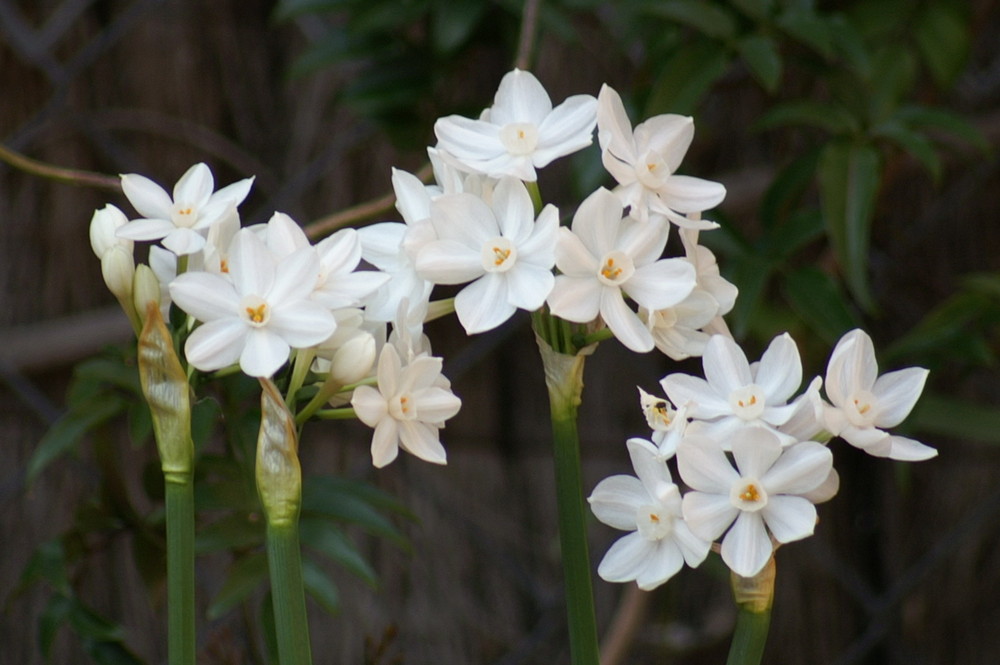 NARCISOS TROMPETA