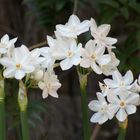 NARCISOS TROMPETA