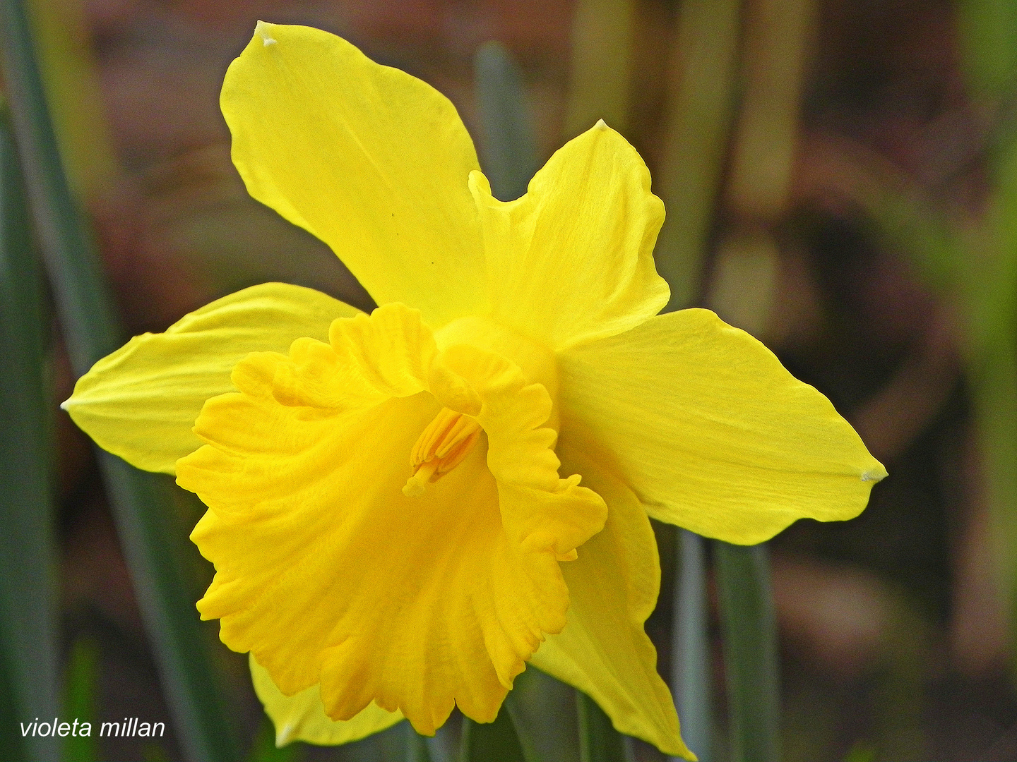 narcisos,anunciando la primavera