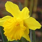 narcisos,anunciando la primavera