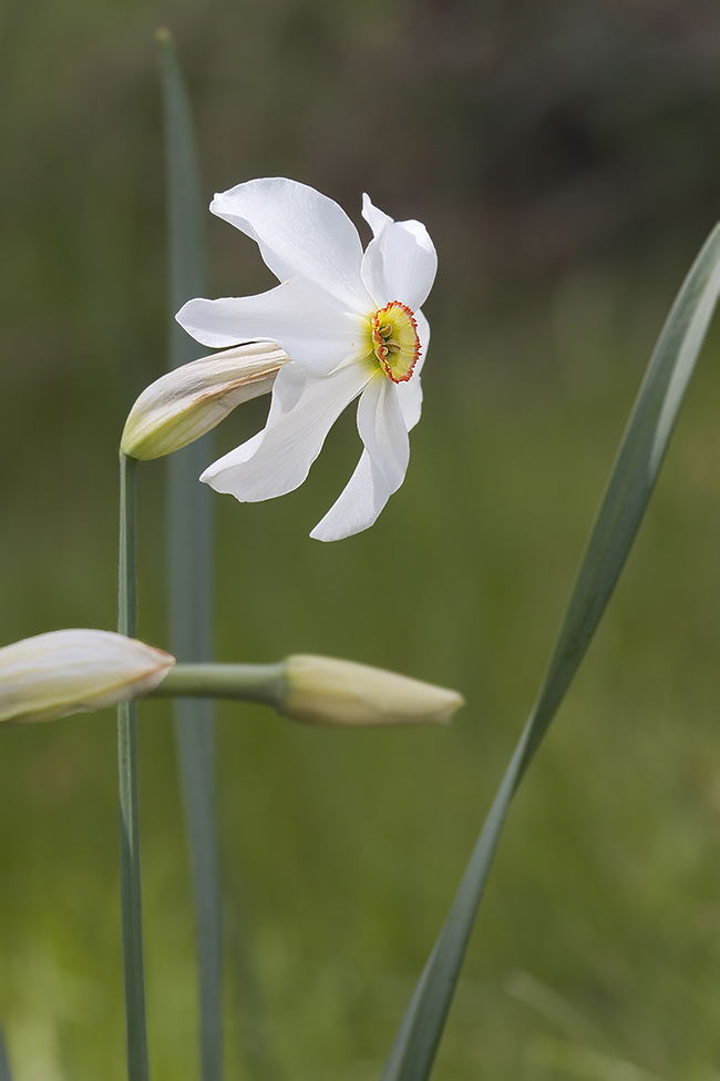 Narcisse des poètes