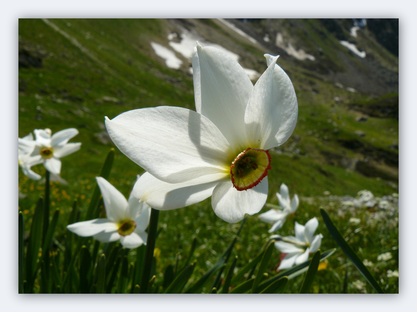 Narcisse des Poètes. ( Narcissus Poéticus )