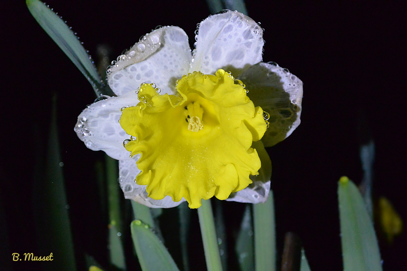 Narcisse jaune et blanc