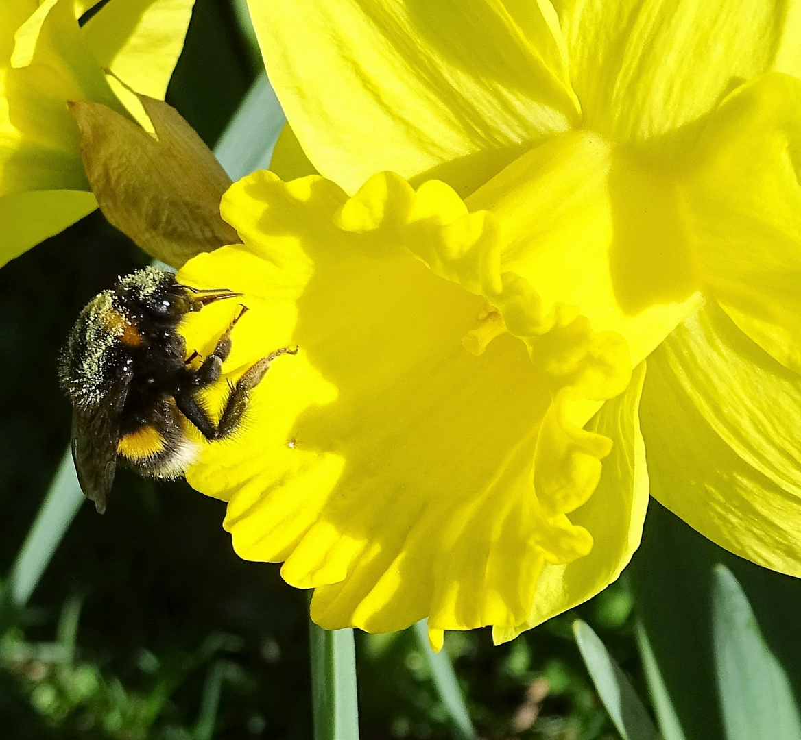 Narcisse (Oster Glocken) 