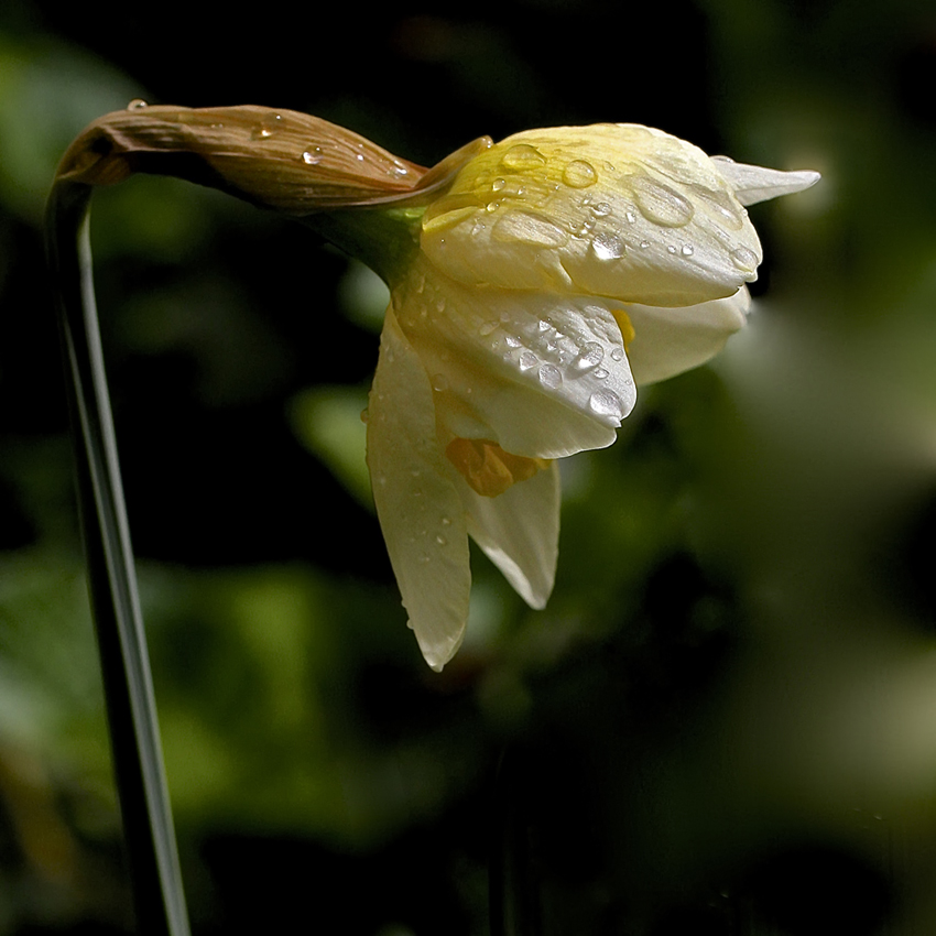 Narcisse perlé de pluie