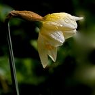 Narcisse perlé de pluie