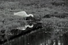 "Narcisse" se mirant dans les eaux?