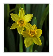 Narcissen#02