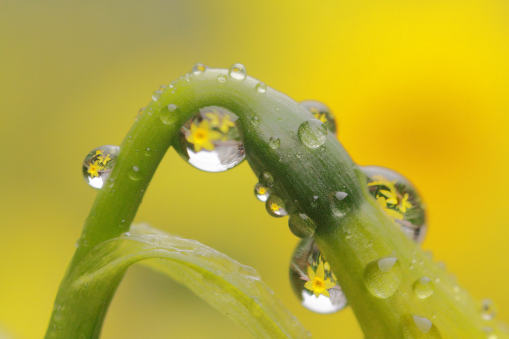 Narcissentropfen