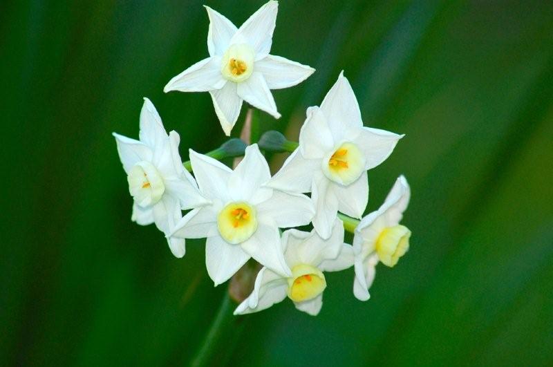 Narcisses blanches du jardin