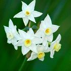 Narcisses blanches du jardin