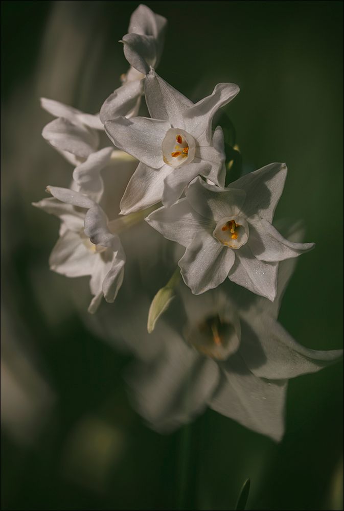 Narcisses d'hiver