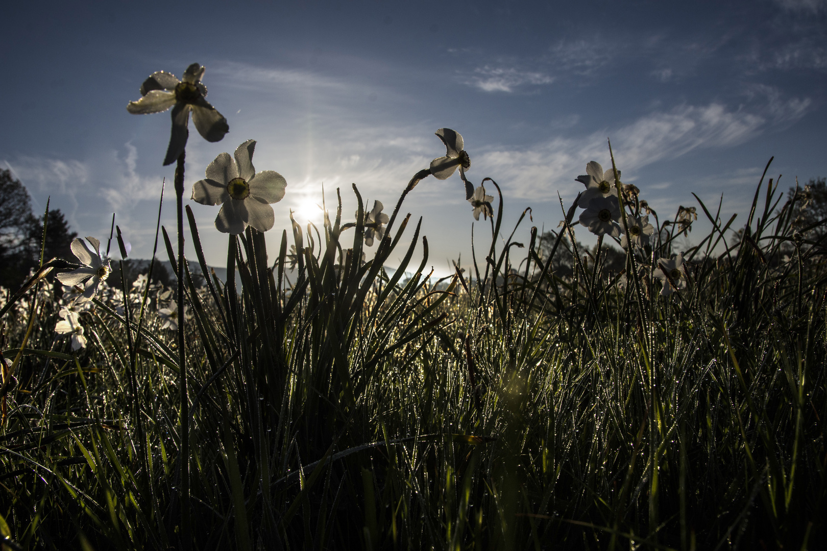 Narcisses la tête en bas 