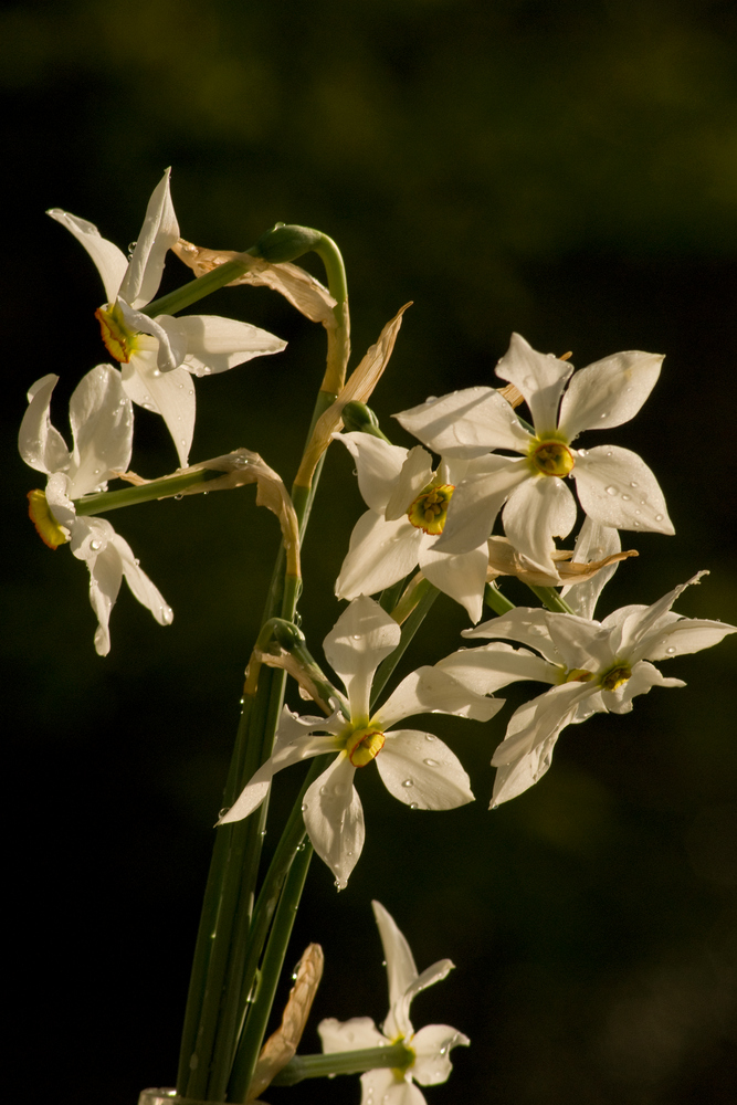 Narcisses sauvages