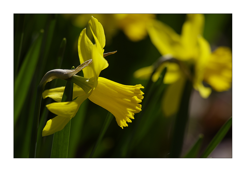 Narcissus