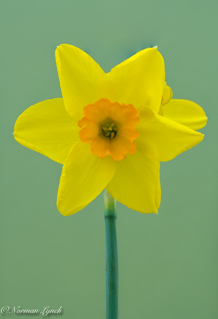 Narcissus 24th April 2022-84-Edit